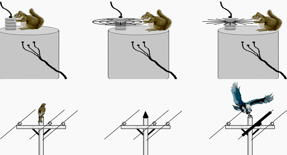 Elektrik Tesislerinde Kesintilere ve Tehlikelere Neden Olan 6 Güzel Hayvan